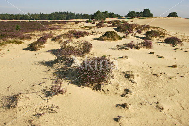 Struikheide