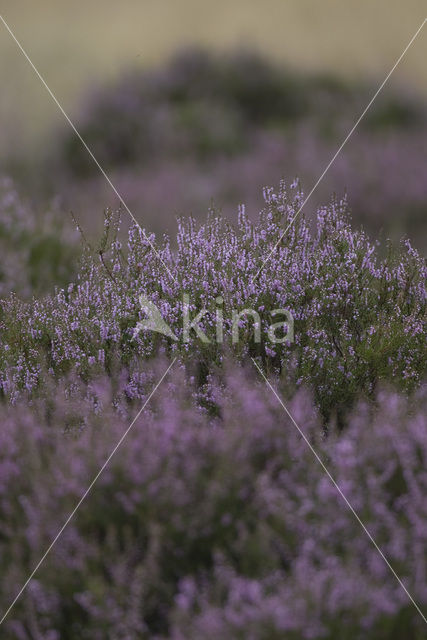 Heather