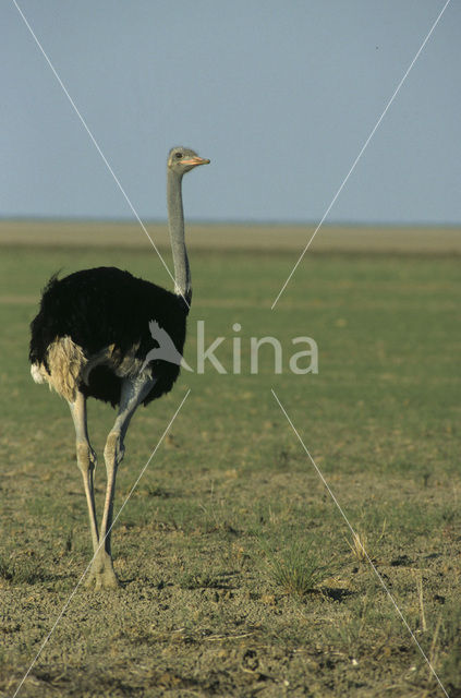 Ostrich (Struthio camelus)