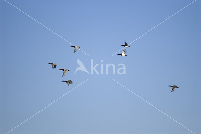 Pochard (Aythya ferina)