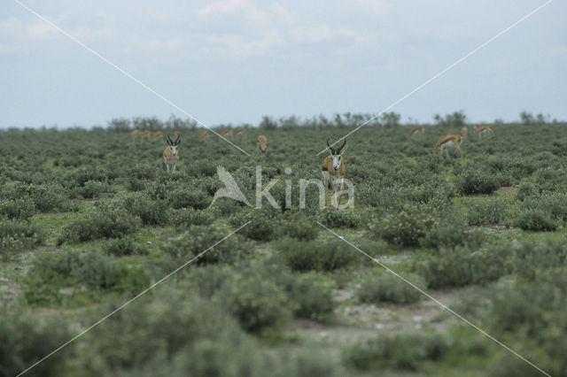 Thomson’s gazelle (Eudorcas thomsonii)