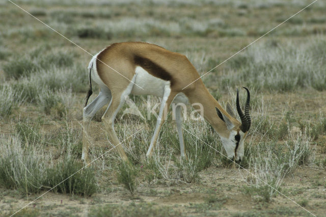 Thomson’s gazelle (Eudorcas thomsonii)