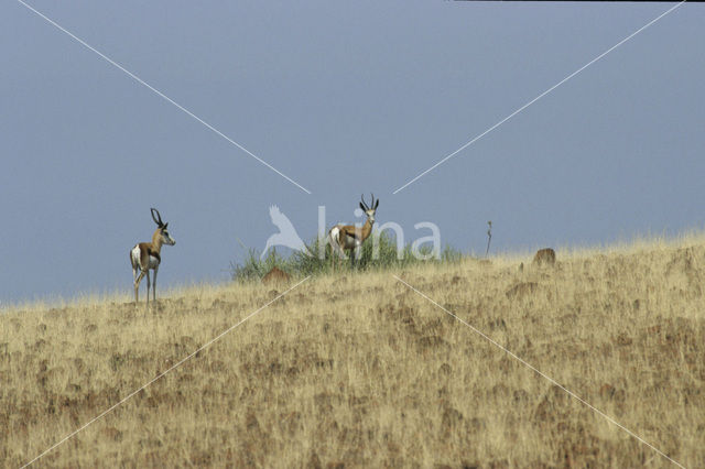 Thomson’s gazelle (Eudorcas thomsonii)