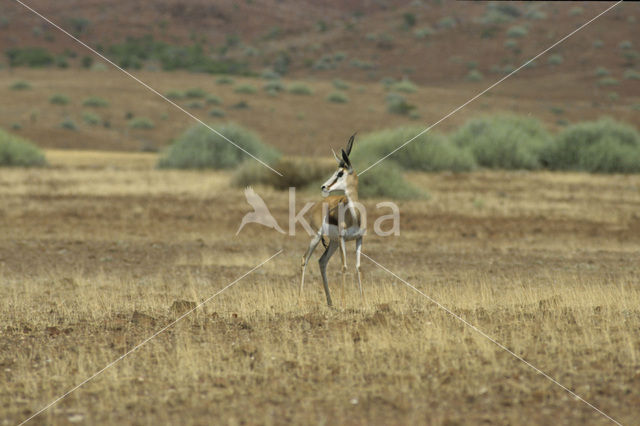 Thomson’s gazelle (Eudorcas thomsonii)