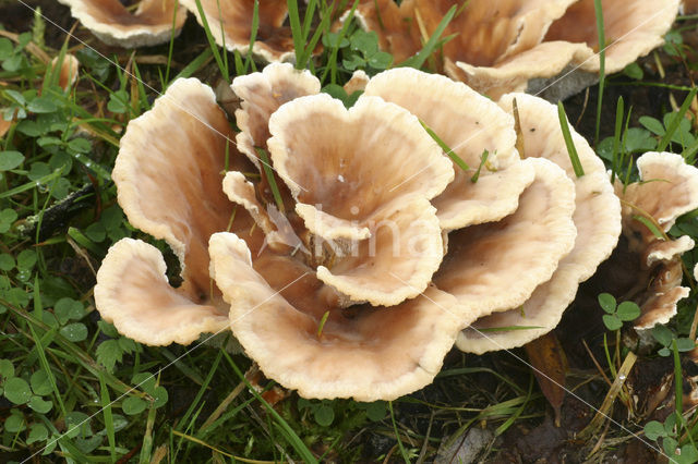 Blushing Rosette (Abortiporus biennis)