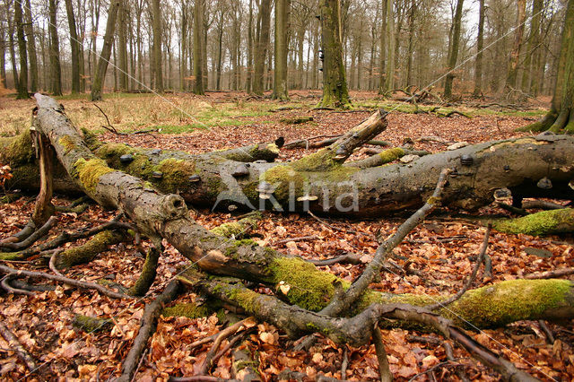 touchwood (Ganoderma spec.)