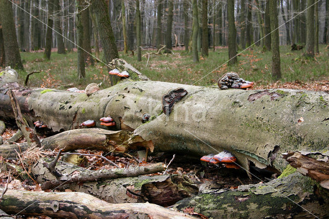 touchwood (Ganoderma spec.)