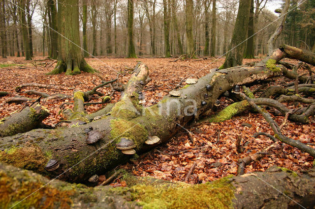 touchwood (Ganoderma spec.)