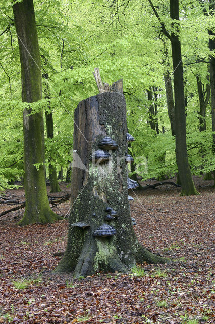 Tonderzwam (Ganoderma spec.)