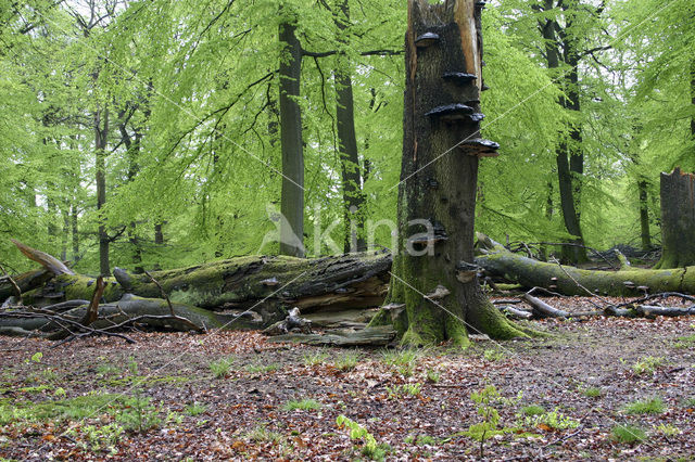 touchwood (Ganoderma spec.)