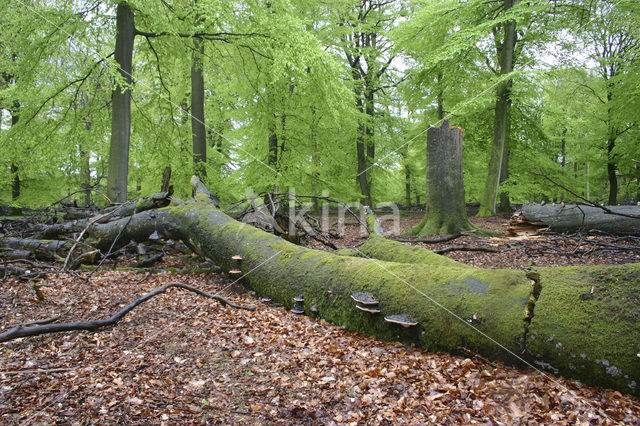 Tonderzwam (Ganoderma spec.)