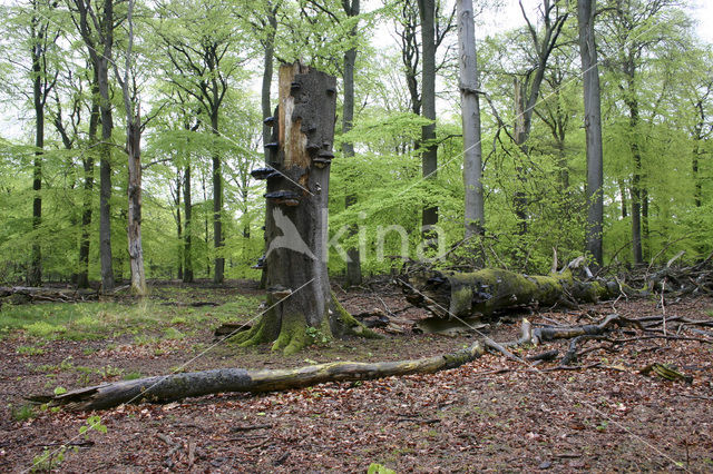 touchwood (Ganoderma spec.)