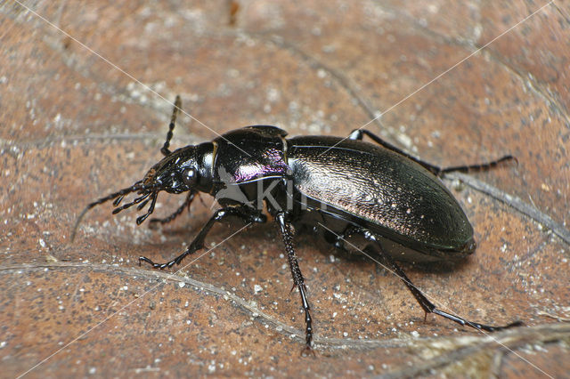 Tuinschalebijter (Carabus nemoralis)