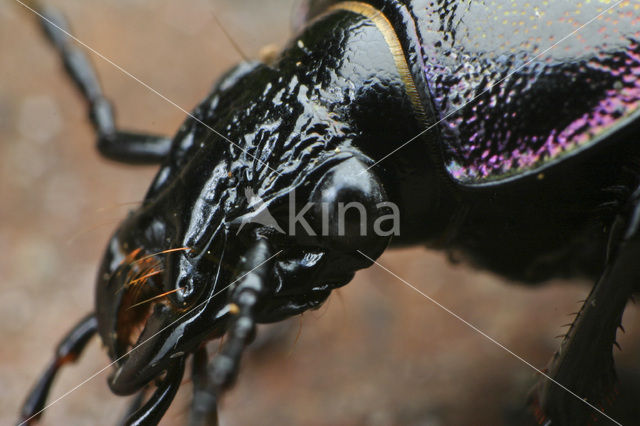 Tuinschalebijter (Carabus nemoralis)