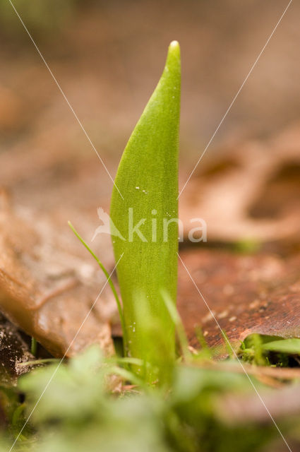 Tulp (Tulipa)