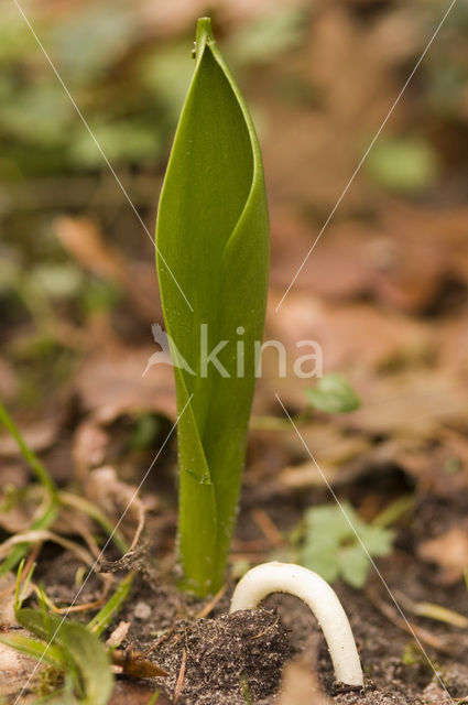 Tulp (Tulipa)