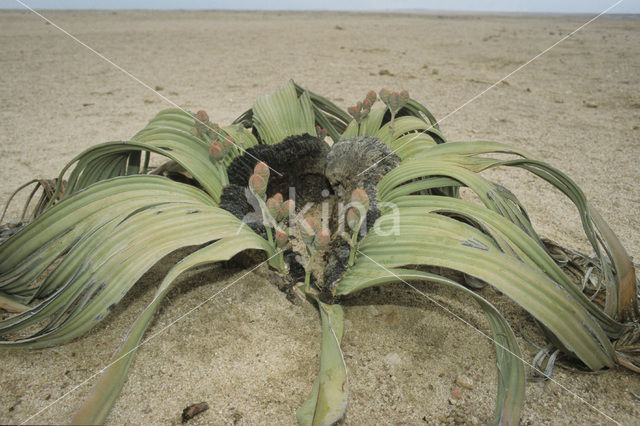 Welwitschia mirabilis