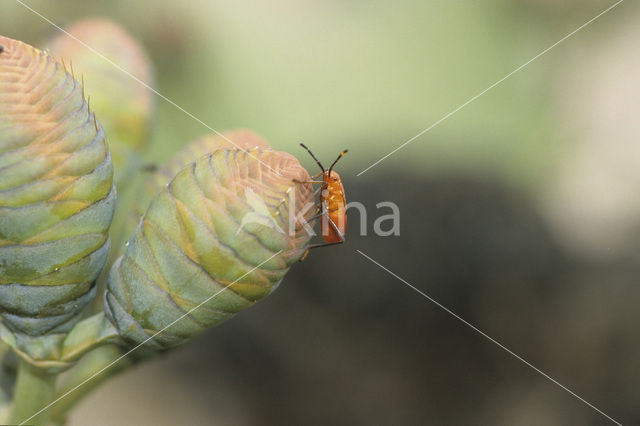 Tweeblaarkanniedood (Welwitschia mirabilis)