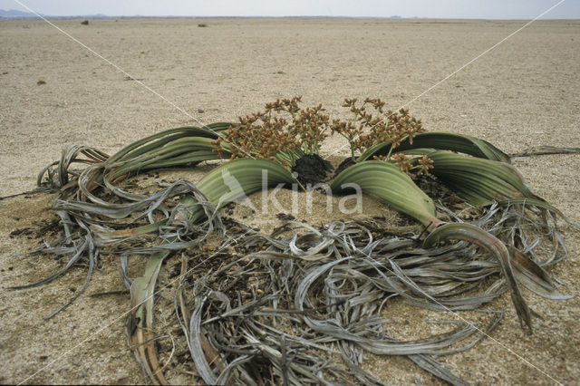 Welwitschia mirabilis