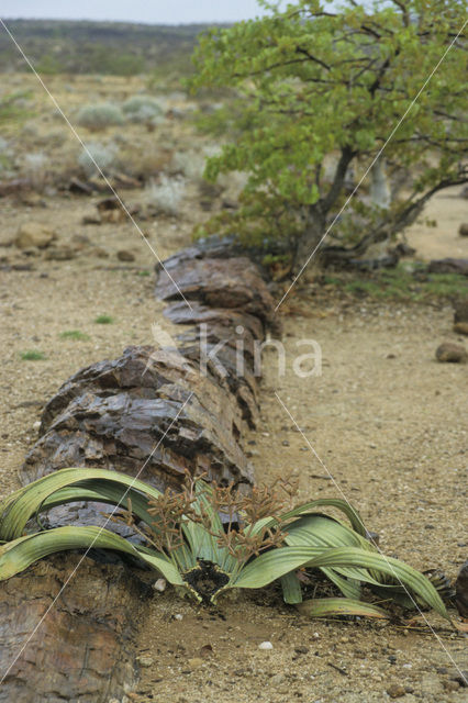 Tweeblaarkanniedood (Welwitschia mirabilis)