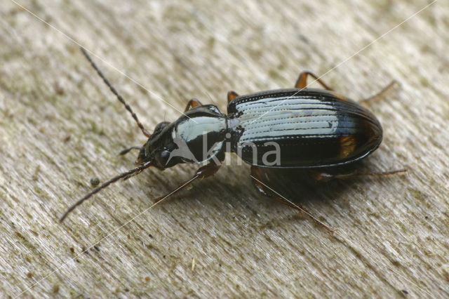 Tweevlekpriempje (Bembidion biguttatum)