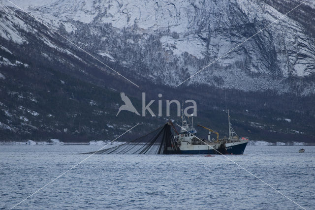 Tysfjord