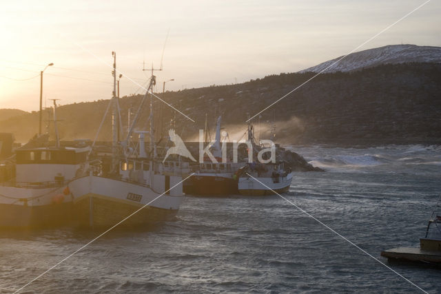 Tysfjord