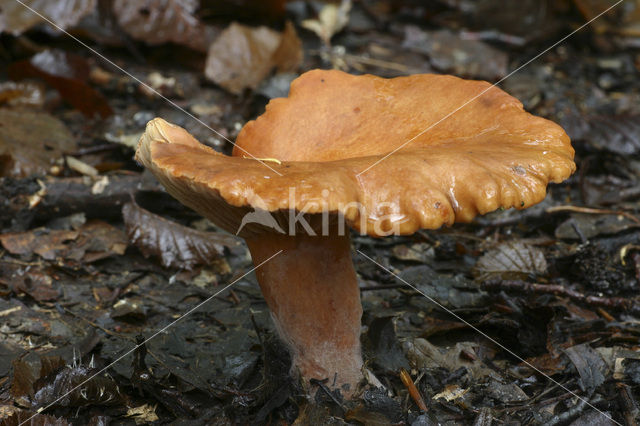 False Chanterelle (Hygrophoropsis aurantiaca)