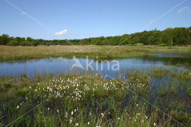 Veenpluis (Eriophorum angustifolium)