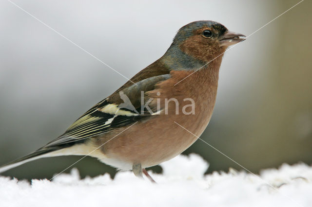 Chaffinch (Fringilla coelebs)
