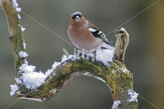 Chaffinch (Fringilla coelebs)
