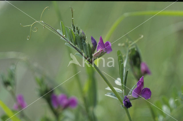 Voederwikke (Vicia sativa sativa)