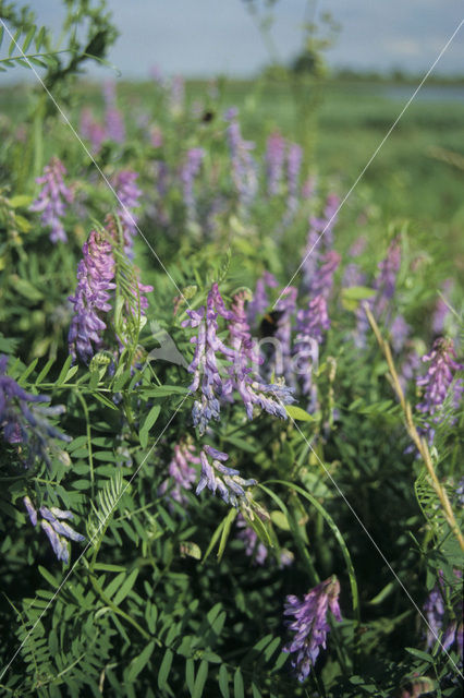 Tufted Vetch (Vicia cracca)
