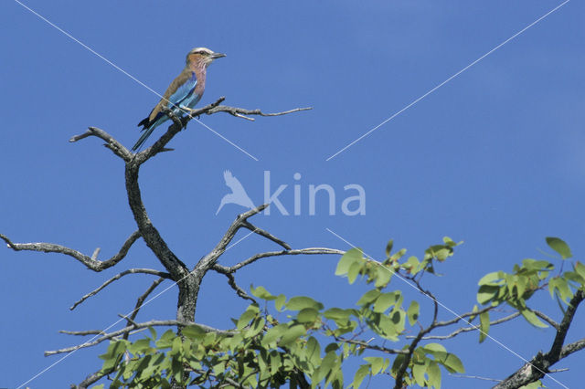 Lilac-breasted Roller (Coracias caudatus)