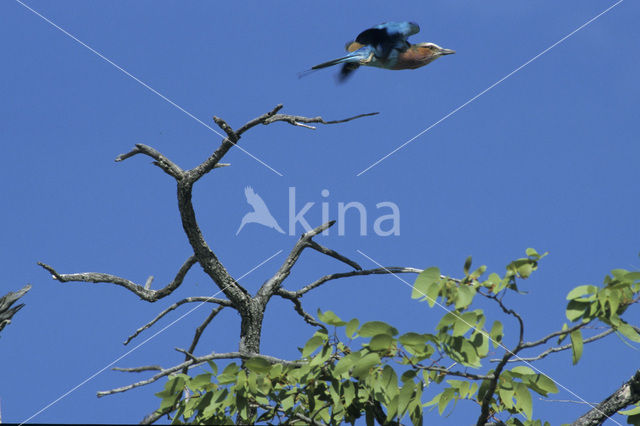 Vorkstaartscharrelaar (Coracias caudatus)