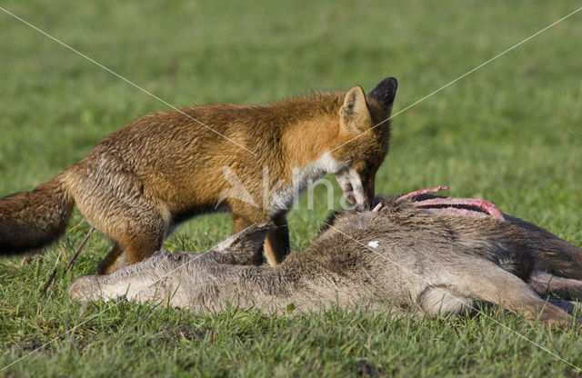 Fox (Vulpes vulpes)