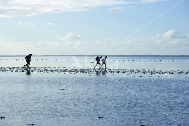 Waddensea
