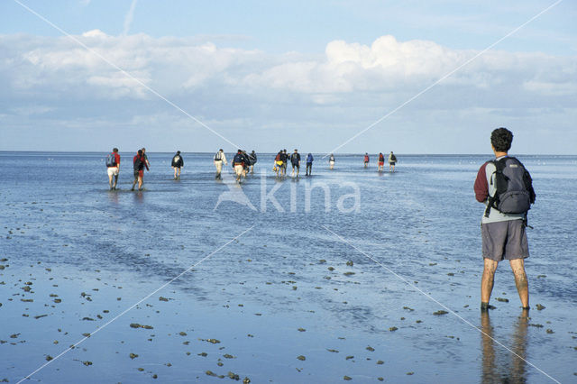 Waddensea