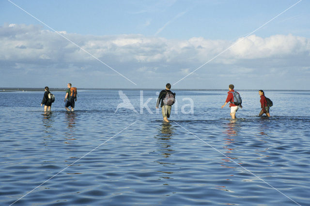 Waddensea