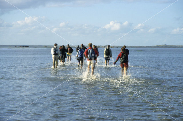 Waddensea