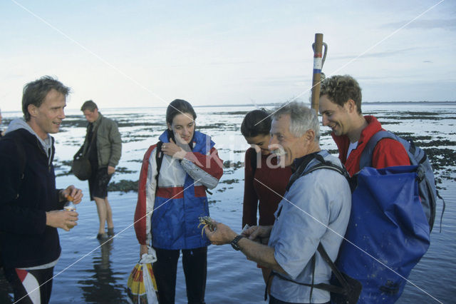 Waddensea