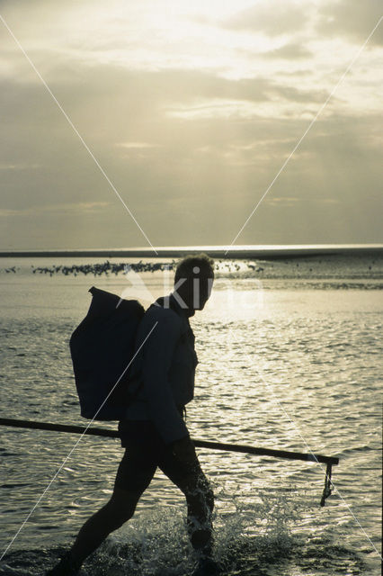 Waddensea