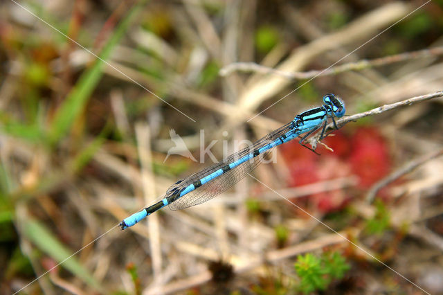 Waterjuffer (Coenagrion sp.)