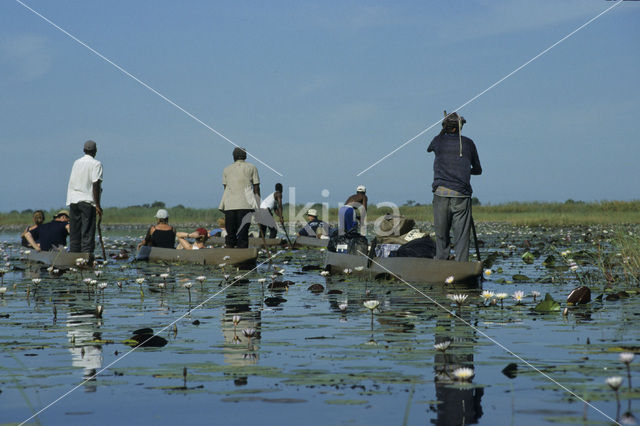 Waterlelie (Nymphaea spec.)