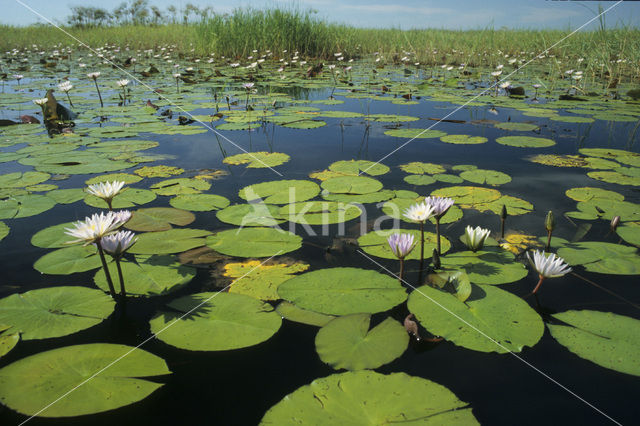 Waterlily (Nymphaea spec.)