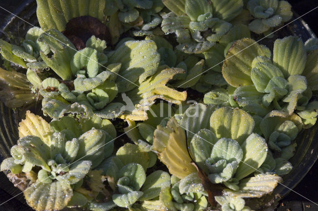 Waterlettuce (Pistia stratiotes)