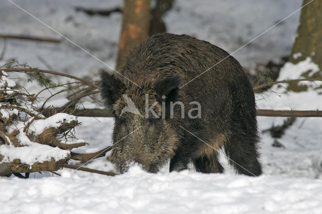 Wild Boar (Sus scrofa)