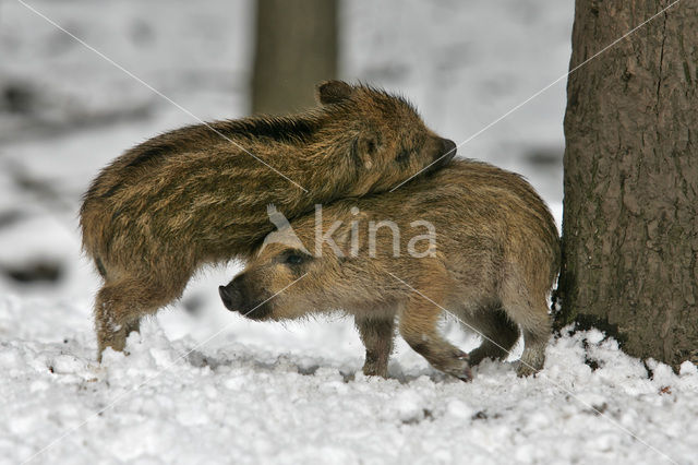 Wild Boar (Sus scrofa)