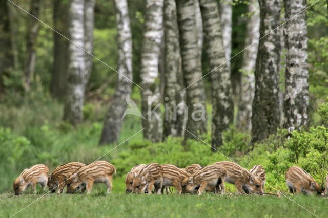 Wild Boar (Sus scrofa)