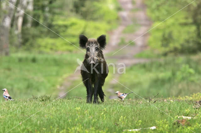 Wild zwijn